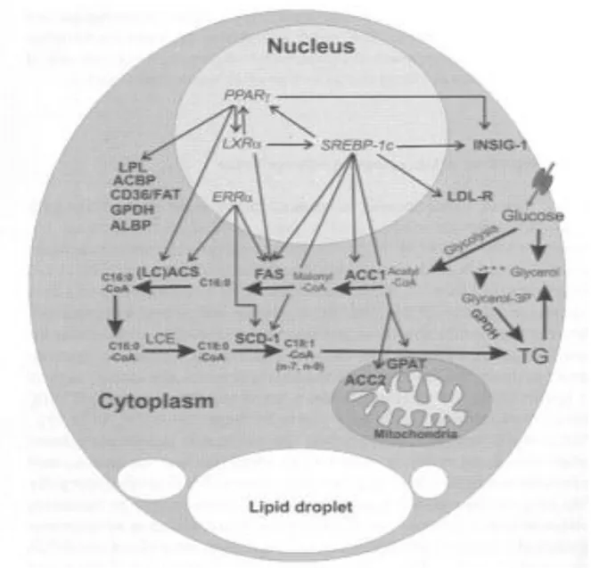 Fig. 1.1: Regulation of lipogenic gene expression in adipocyte. 