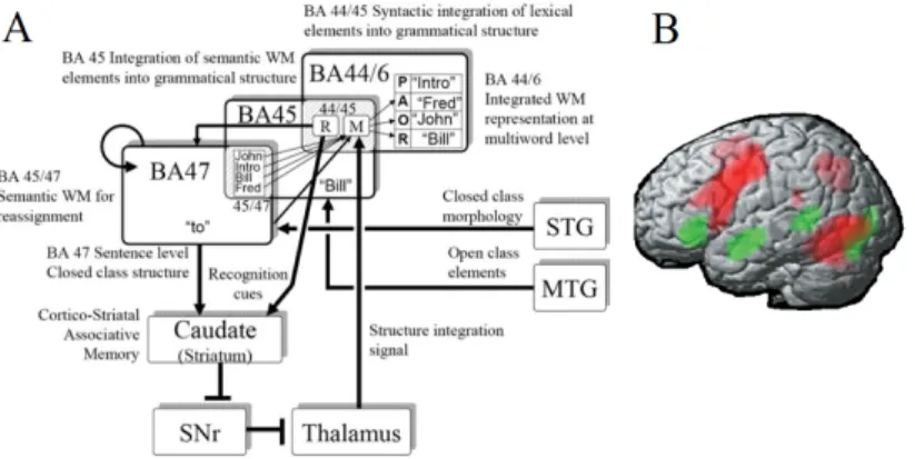Fig. 1 A. Neural network model of fronto-striatal system for sentence and non-linguistic abstract sequence processing (from [Dominey et al., 2009])