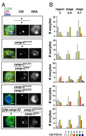 Fig. 1. Centromere clustering and pairing require cenp-C function. (A) CID and DAPI staining of the oocyte from stage 5–7 egg chambers of WT (Oregon R), the indicated cenp-C mutants, and the [yfp::cenp-C]/ + ; cenp-C 
