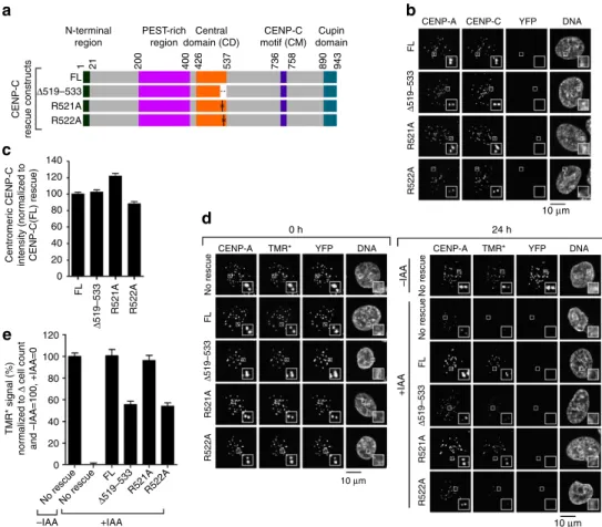 Figure 3 | The arginine anchor of CENP-C CD is required for CENP-A nucleosome stability at centromeres