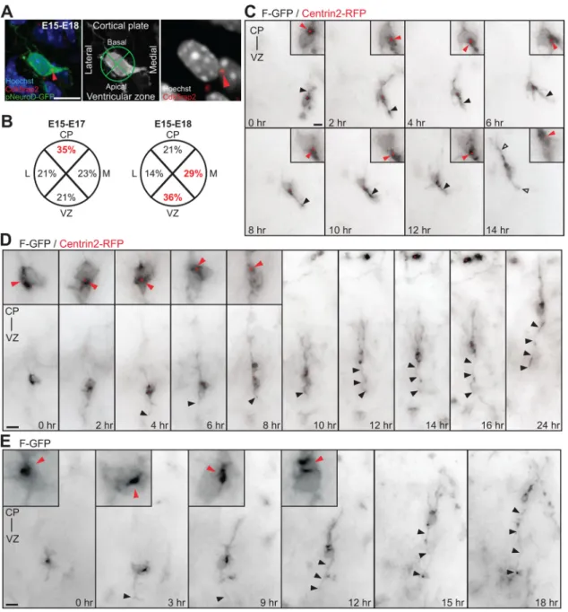 Figure 1. The centrosomes of multipolar neurons translocate toward the VZ in advance of axon formation.A, Multipolar neurons in the lower IZ, identified by pNeuroD-GFP expression, are labeled with Cdk5rap2 (red arrowhead) and Hoechst