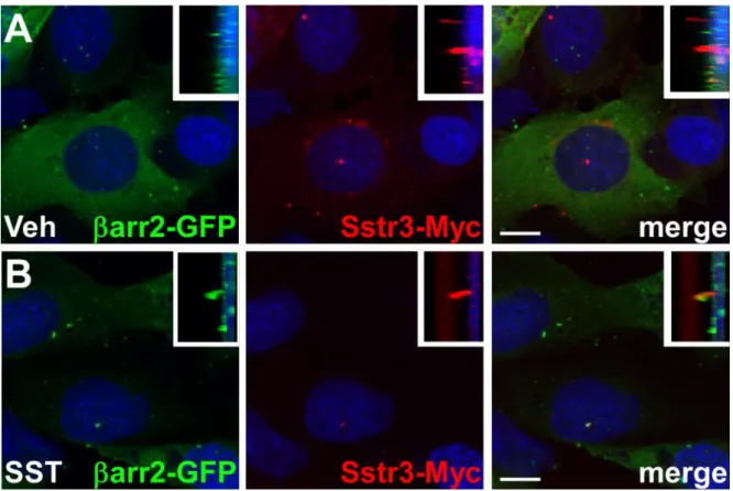 Figure  5.  arr2-GFP  is  recruited  into  cilia  in  IMCD  cells  in  response  to  somatostatin  treatment