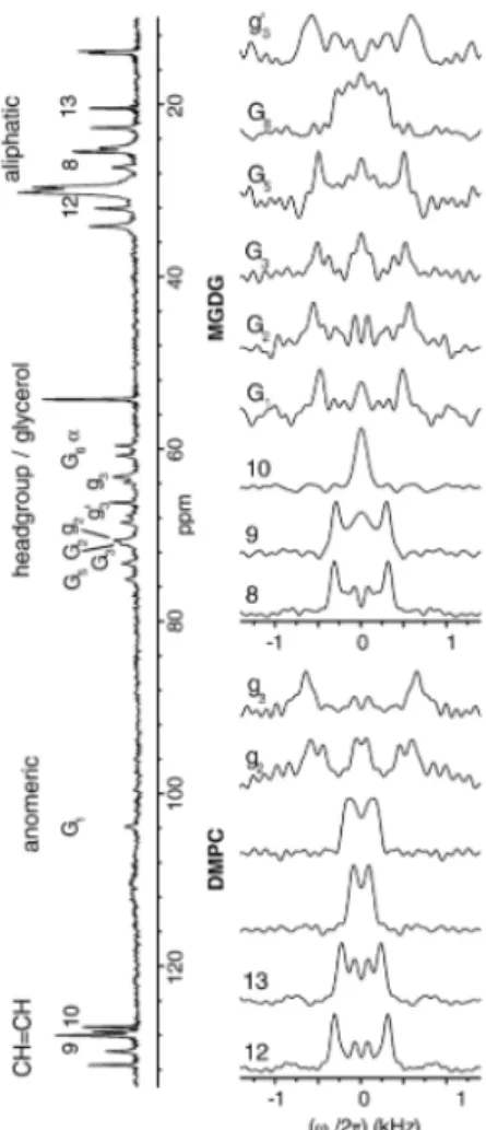Figure X.3.  1 H- 13 C MAS (5 kHz) NMR PDLF spectra of a model membrane made of  unlabelled DMPC and MGDG, recorded at 42°C