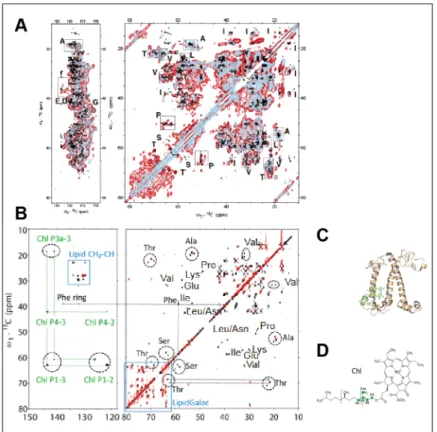 Figure X.6.  13 C- 13 C solid-state NMR spectra of LHCII from C. reinhardtii in: (A) its native  thylakoid environment (red contours), reconstituted in  β-n-dodecyl-D-maltoside  detergent  buffer  (light blue contours); and (B)  pure extracted protein (bla