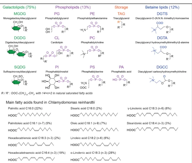 Figure X.2. Main lipids and fatty acids found in microalgae. Galactolipids and betaine lipids  are the most abundant in microalgae, and mainly located  in photosynthetic membranes