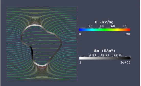 Figure 6: Numerical electric field and permeabilization of a cell with an irregular shape