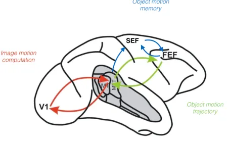 Figure 12.6: A lateral view of the macaque cortex. The neural network corre- corre-sponding to our hierarchical Bayesian model of smooth pursuit is made of three main cortico-cortical loop