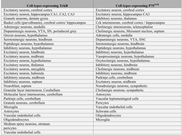 Table 2: BDNF-responding cells (with mRNA for receptors) in brain are putative  effectors of the pleiotropic actions