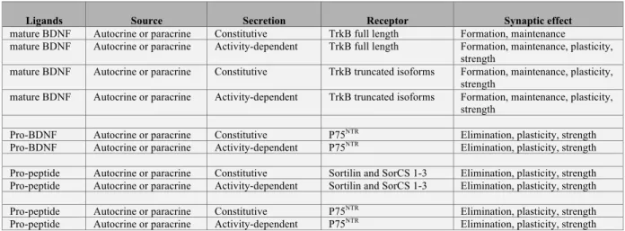 Table 3: Putative responses of trans-synaptic  BDNF ligands . 
