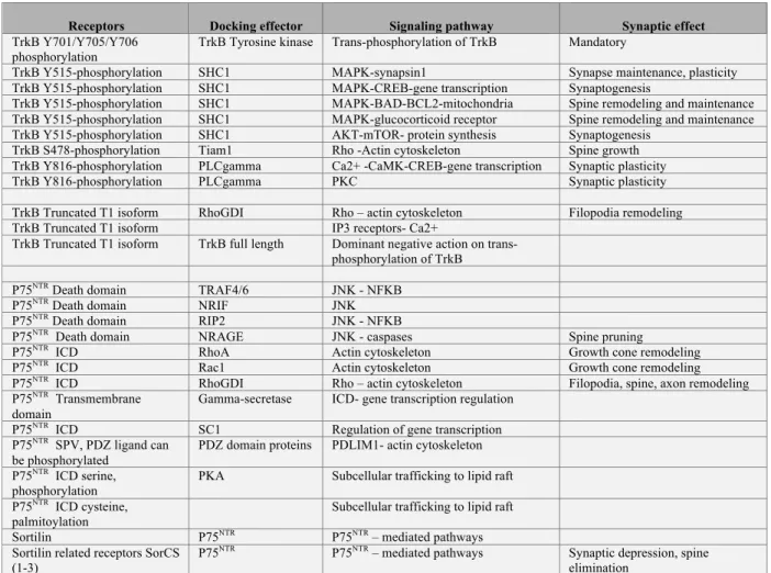 Table 4: Receptor signaling pathways on the synapse. 