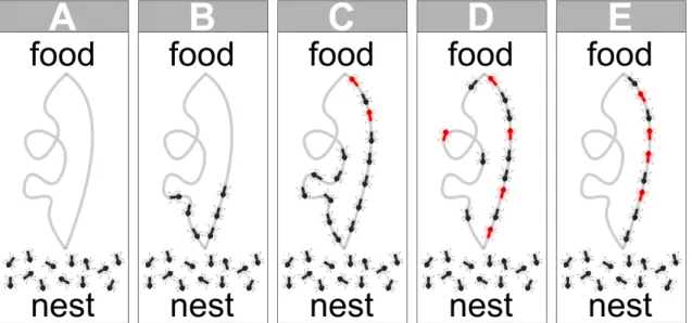 Figure 1: Stigmergy used by ants to find efficient paths towards a food source. Red ants represent the ones going back from the food source to the nest.