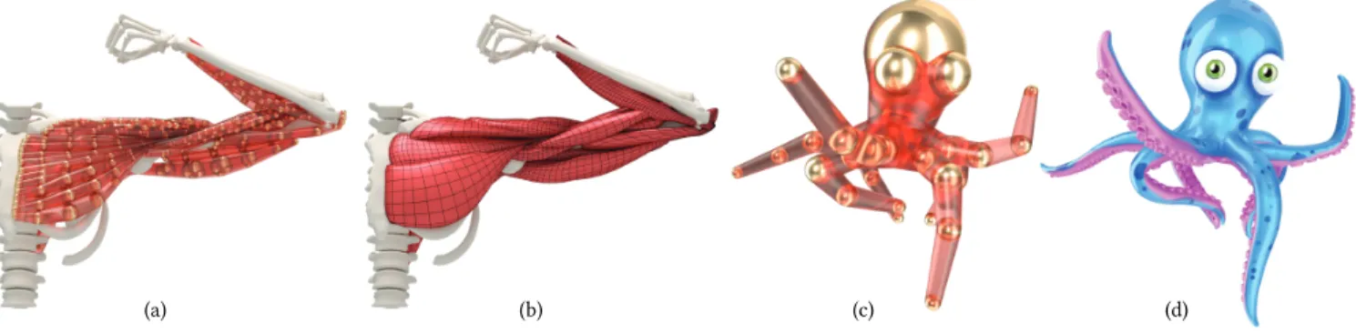 Fig. 1. (a) We compactly model muscles as a collection of generalized rods, where volume conservation is expressed by a radius function defined on curve’s vertices – vis sphere’s radii