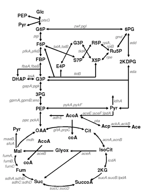 Figure 3: Sheme of Esherihia oli entral arbon metabolism. This