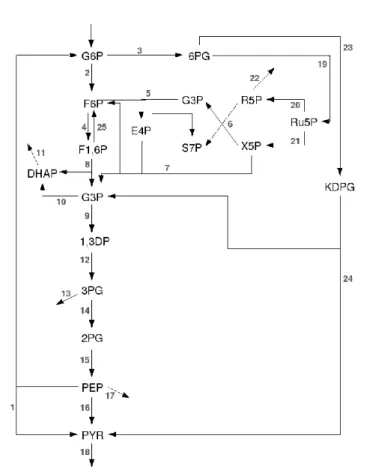 Figure 4: Network for the syntheti model, a redued version of the E. oli