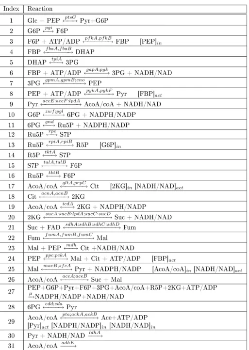 Table 5: Reations of the linlog model of arbon metabolism in E. oli. Ativa-