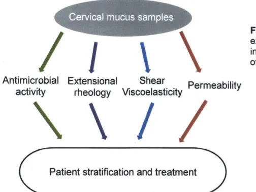 Figure  1-8.  Overview of experimental  strategy for investigating properties of cervical mucus.