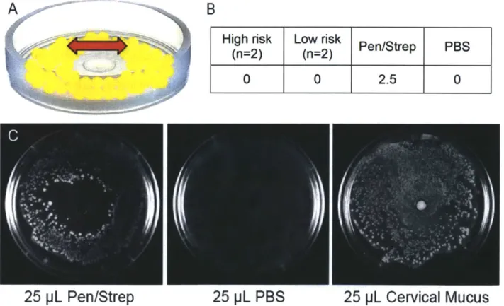 Figure 3-1  (A) Design  of assay for antimicrobial activity.  Bacteria were spread on an agar plate and cervical mucus was placed  in the  hole at the center