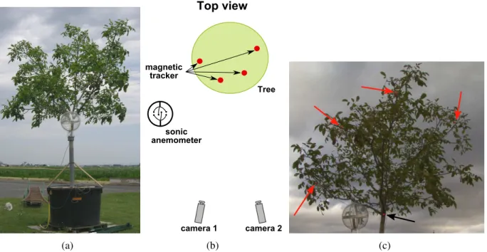 Figure 2.7: (a) Tree used for experimentation. (b) Experimental layout: Two cameras film the tree from one side, four magnetic markers are attached to representative branches and a sonic anemometer records the wind speed next to the tree