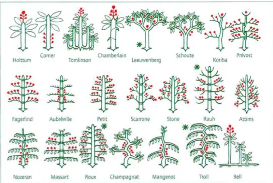 Figure 1.2: Classification of possible hierarchical structure of trees. The four more common structures are mark with an asterisk