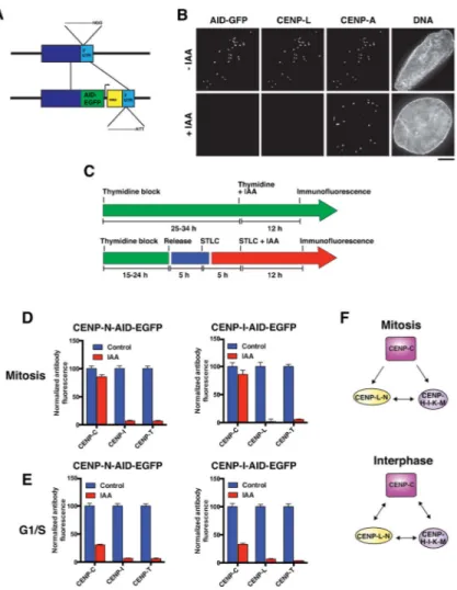 Figure 4. Interphase stabilization of CENP-C by the CENP-L-N and CENP-H-I-K-M complexes  revealed by inducible degron analysis