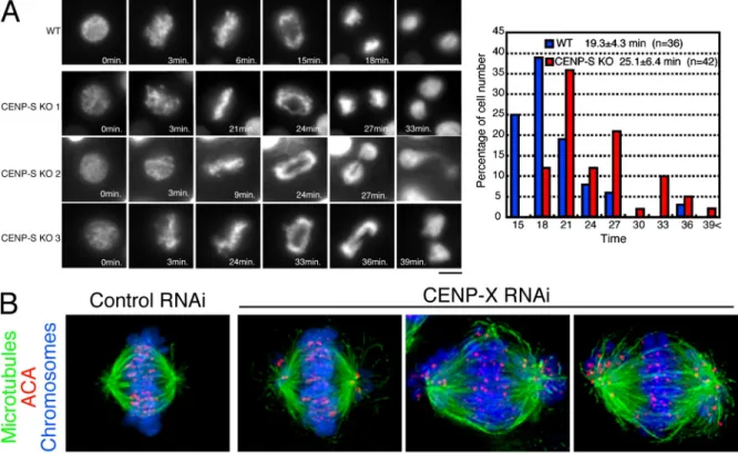 Figure 2.  Both CENP-S– and CENP-X–deficient DT40 cells are viable but show defects in mitotic progression