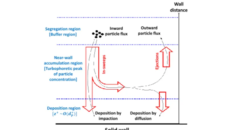 Figure 1.17 – Near-wall driving mechanisms, responsible for particle concentration buildup in the near-wall accumulation region(Soldati and Marchioli [34]).