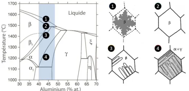 Figure 1.6: Titanium Aluminium binary phase diagram and transformation path for hypo- hypo-peritectic alloy 