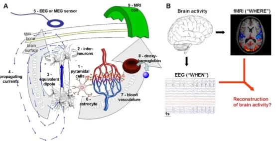 Figure 10 – Physiological basis of EEG/MEG and fMRI (from