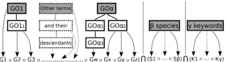 Figure 1. GO2PUB Query composition process using parameters provided by the user. Step 1: initial α GO terms (grey boxes) are enriched by their descendants