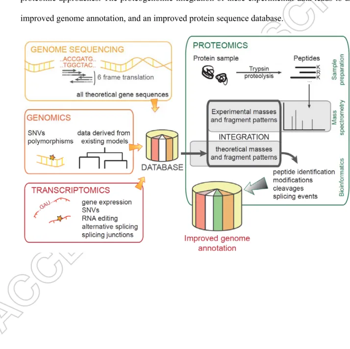 Figure 1. Overview of the proteogenomics pipeline. A database of theoretical protein 