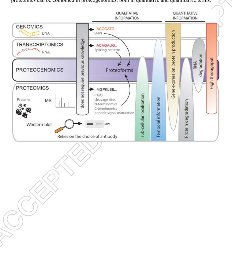 Figure 2. Combining omics strengths. The advantages of genomics, transcriptomics and  proteomics can be combined in proteogenomics, both in qualitative and quantitative terms