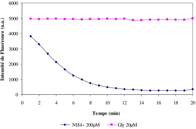 Figure  41:  Cinétique  de  stabilité  du  dérivé  isoindole  en  présence  de  NH 4 +