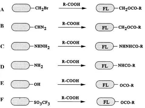 Figure 16 : Les principaux types de réactifs pour la dérivation de l'acide carboxylique