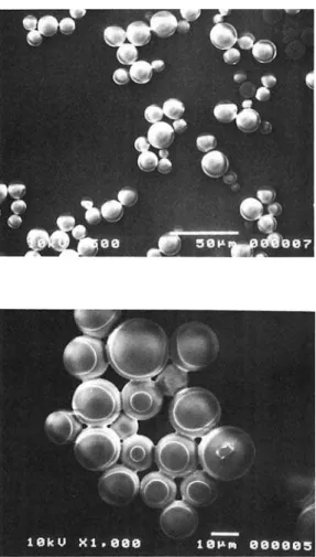 Figure 12  SEM  micrographs  of  morphology  inside 
