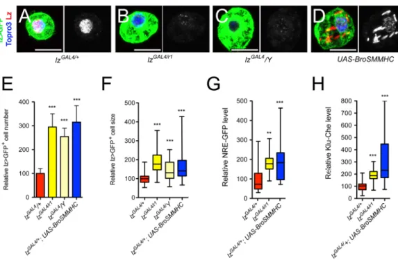 Fig 8. High levels of Lz prevent lz&gt;GFP + cell accumulation and Notch signaling overactivation