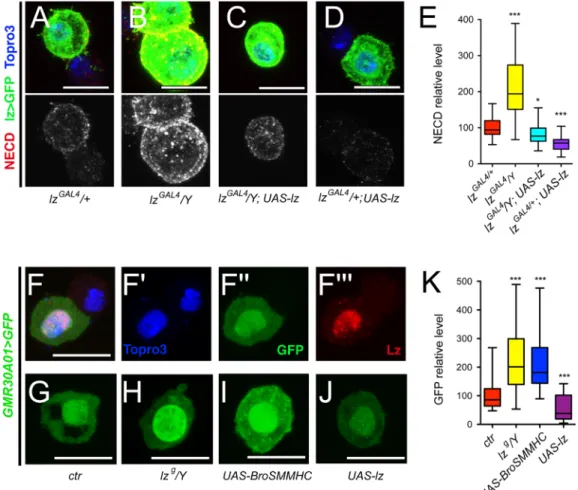 Fig 9. Lz represses Notch expression. (A-D) Immunostainings against NECD (Notch extracellular domain) in blood cells from lz-GAL4, UAS-mCD8-GFP/+ (A), lz-GAL4, UAS-mCD8-GFP/Y (B), lz-GAL4, UAS-mCD8-GFP/Y;