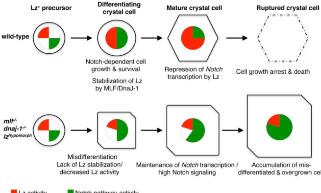 Fig 10. A model for the control of crystal cell development by MLF/DnaJ-1, Lz, and Notch
