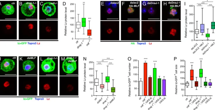 Fig 4. High levels of MLF prevent Lz degradation in the absence of DnaJ-1. (A-C) Fluorescent immunostainings of Lz in circulating blood cells from lz-GAL4, UAS-mCD8-GFP/+ control (A), dnaj1 -/- (B) and mlf -/- (C) third instar larvae