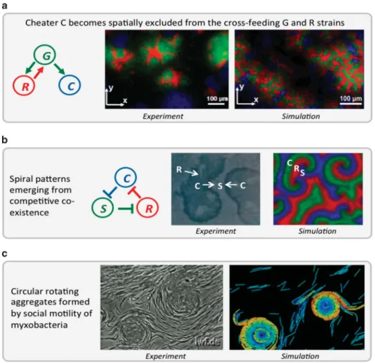 Figure 4 Spatial patterns can emerge from local metabolic and mechanical interactions between individual microbes