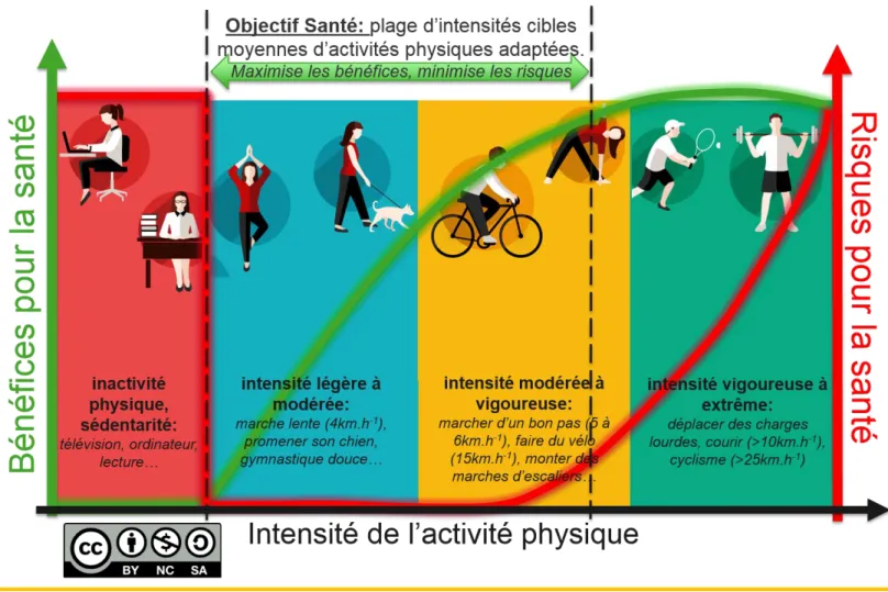Figure 3. Continuum d’intensité de l’activité physique et courbes bénéfices/risques associées : les intensités  cibles pour une pratique de l’activité physique autonome avec des objectifs de santé sont données comme repère  à titre indicatif