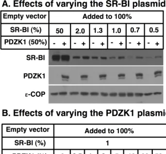 Figure 2. Effects of PDZK1 co-transfection on SR-BI protein levels in COS cells. COS cells were plated into the wells of 6 well plates on day 0 and transiently transfected with a total of 4 mg DNA (100%)/well on day 1 using the indicated plasmids encoding 