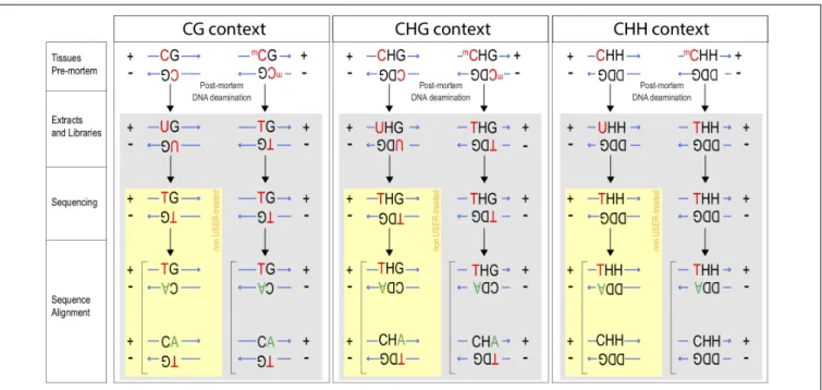 FIGURE 1 | Tracking methylation in CG, CHG, and CHH contexts. After death, unmethylated Cytosines (C) become deaminated into Uracil (U), whereas methylated Cytosines ( m C) become Thymines (T)
