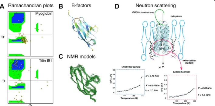 Figure 3 Methods to estimate protein flexibility. A) Ramachandran plots of ψ versus j of all amino acids (yellow dots) for myoglobin (top) and titin I91 domain (bottom)