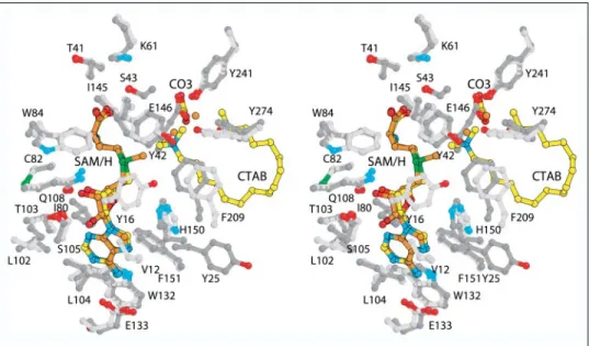 FIGURE 6. Cofactor binding site and active site architecture of mycolic acid SAM-MTs. Stereo image of the chemical environment of the  cofac-tor and of a cationic lipid as observed in the  struc-tures of Hma-SAM (protein, dark gray carbon atoms; SAM, orang