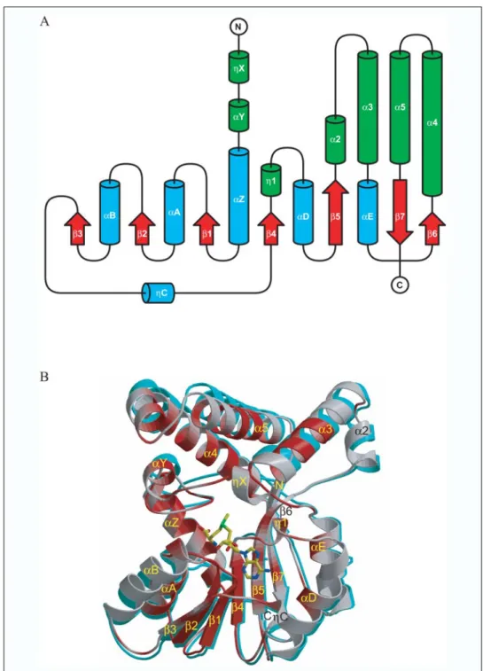 FIGURE 3. Three-dimensional structures of Hma. A, topology diagram showing helices and