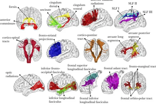 Figure 4: Virtual dissection of the major fibre pathways in the human brain  90 . 