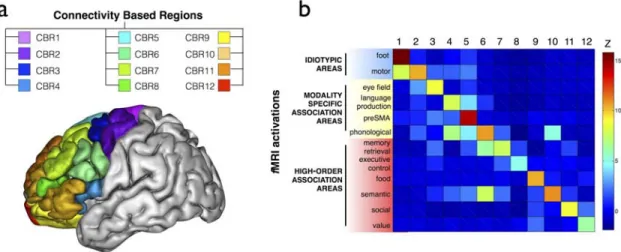 Figure 6:  Connectivity-based parcellation of the frontal lobes. a) 3D lateral view of the  brain and the 12 regions defined by the structural connections with the rest of the brain