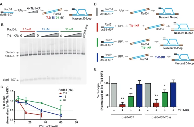 Figure 2: Tid1 competes with Rad54 activity and does not inhibit D-loops after they are  formed 