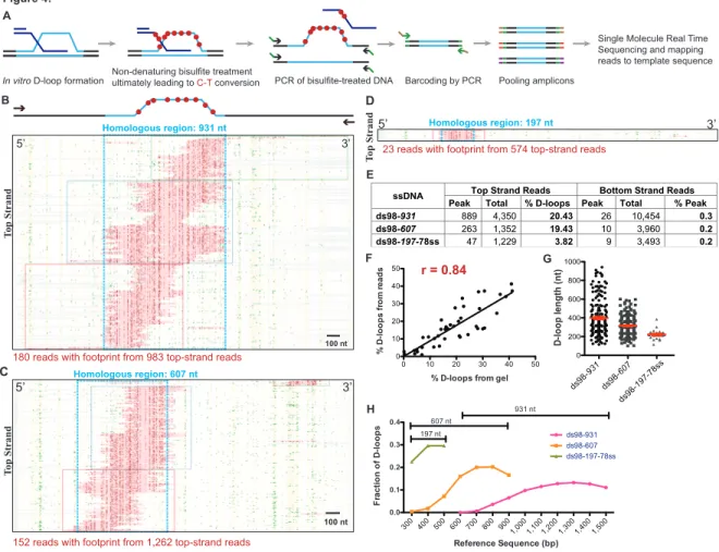 Figure 4: Single-molecule D-loop Mapping Assay to map D-loop length, position and  distribution in vitro  