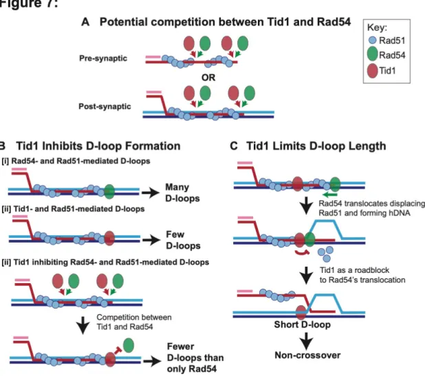 Figure 7: Model: Tid1 competes with Rad54 in binding to the filament ends, limits D-loop  length and may promote non-crossover outcome 